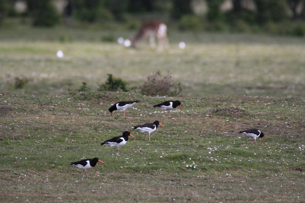 Eurasian Oystercatcher - ML160735501