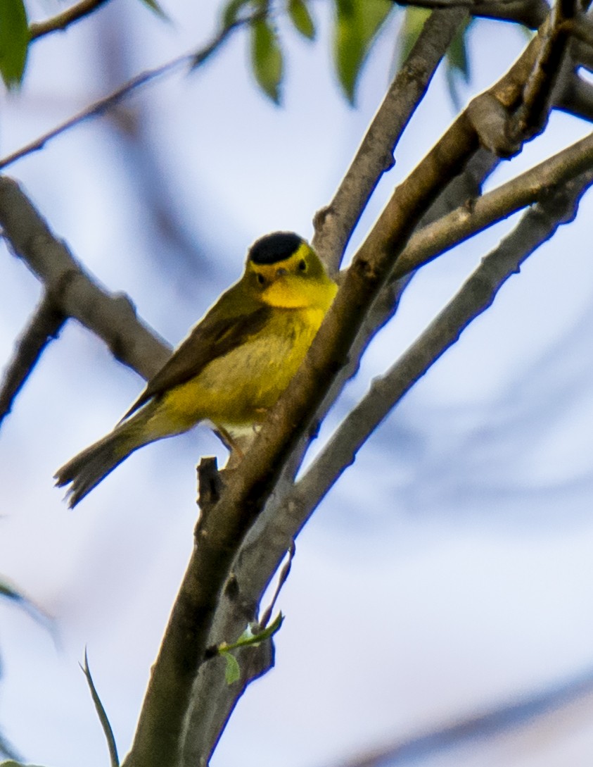 Wilson's Warbler - ML160736351