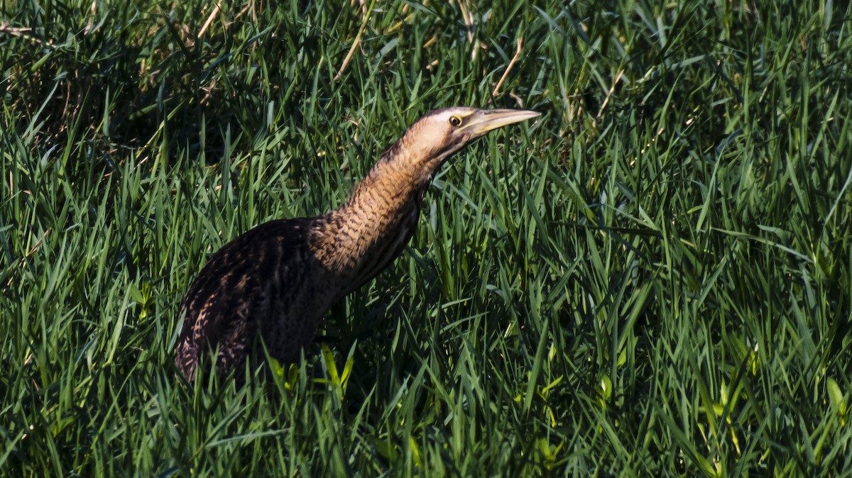 Great Bittern - ML160737491