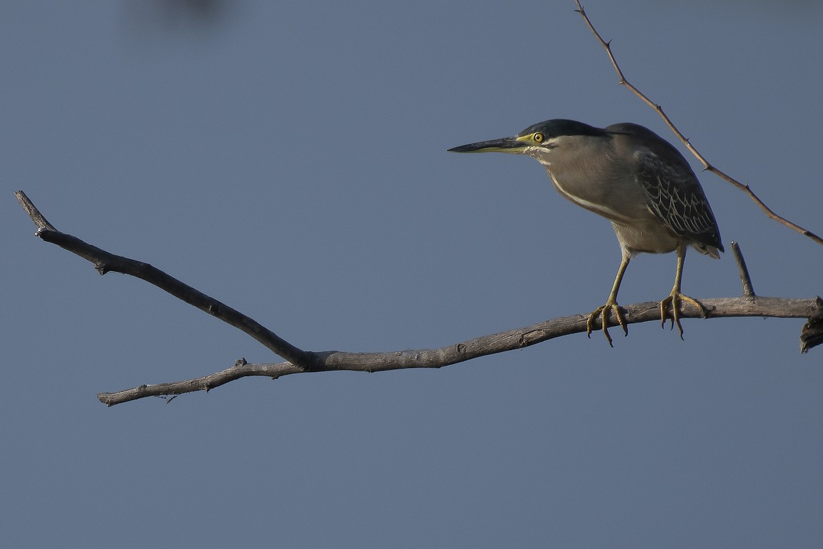 Striated Heron - ML160737501