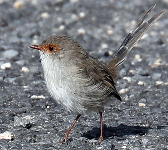 Superb Fairywren - ML160737821