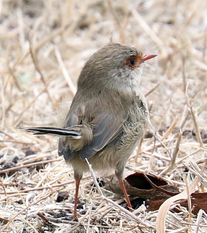 Superb Fairywren - ML160737921