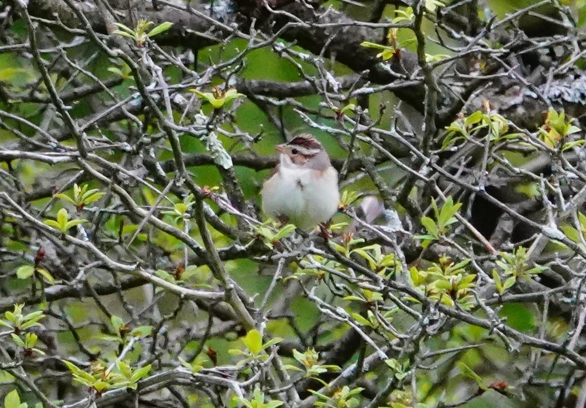Clay-colored Sparrow - Gale VerHague