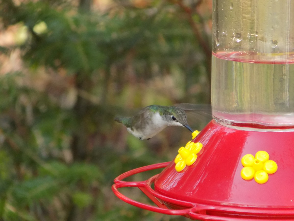 Ruby-throated Hummingbird - ML160741081