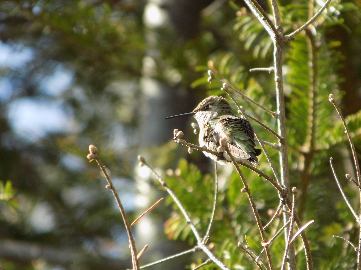 Ruby-throated Hummingbird - ML160741131