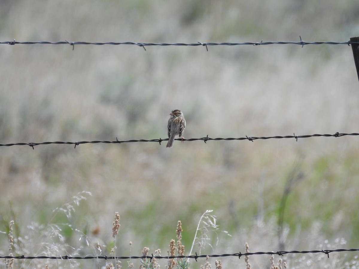 Clay-colored Sparrow - Shane Sater