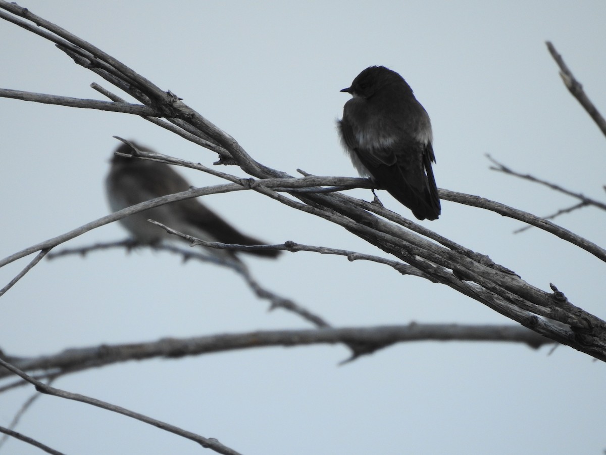 Golondrina Aserrada - ML160743111