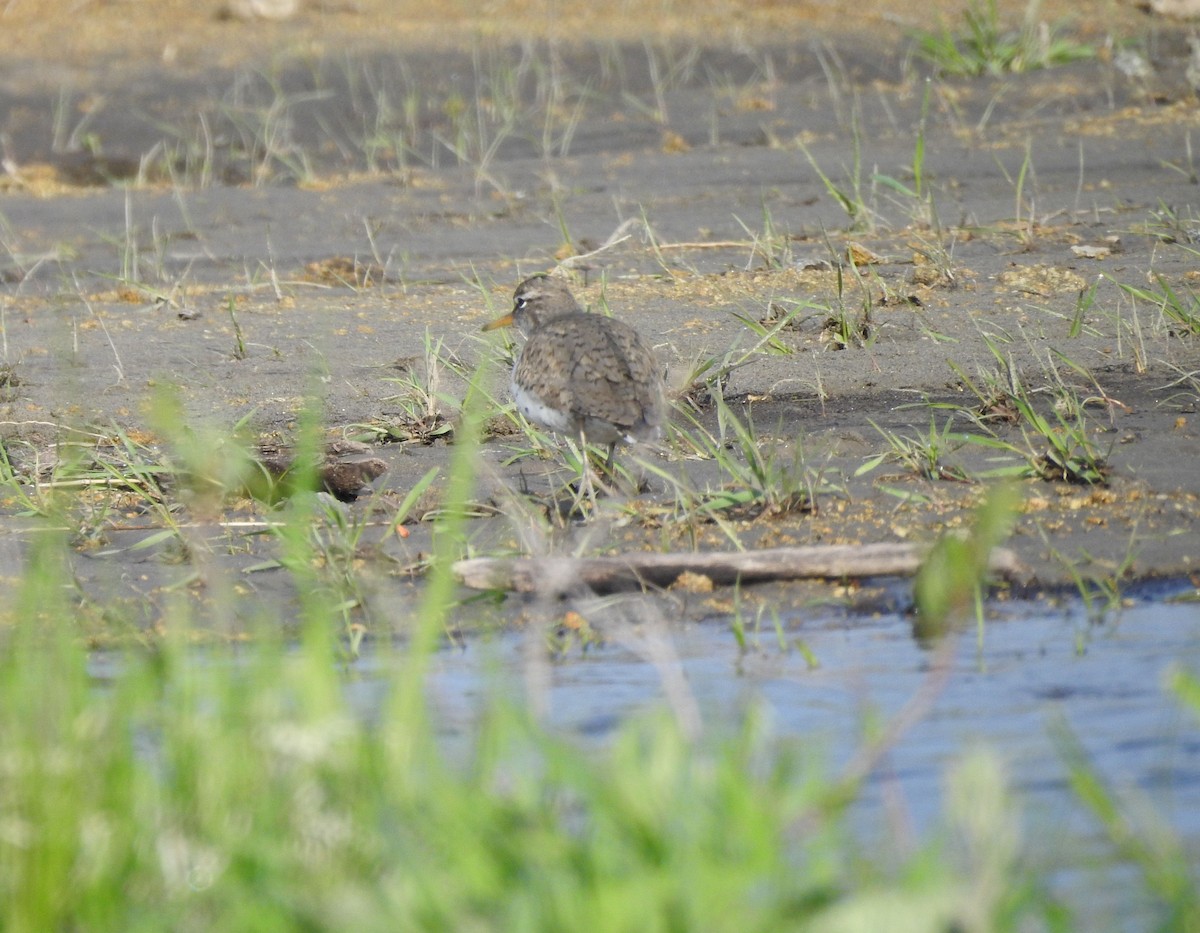 Spotted Sandpiper - ML160743191