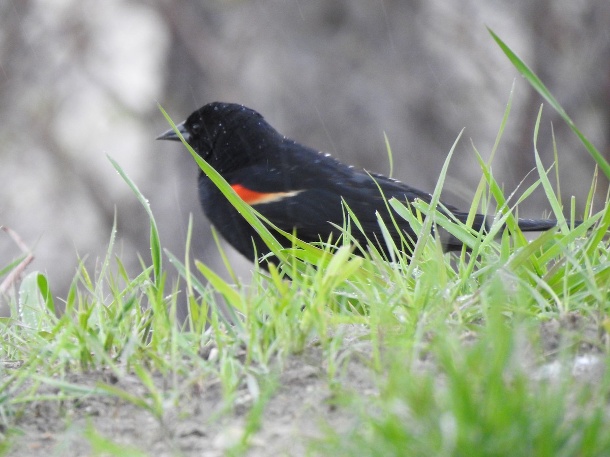 Red-winged Blackbird - ML160743201