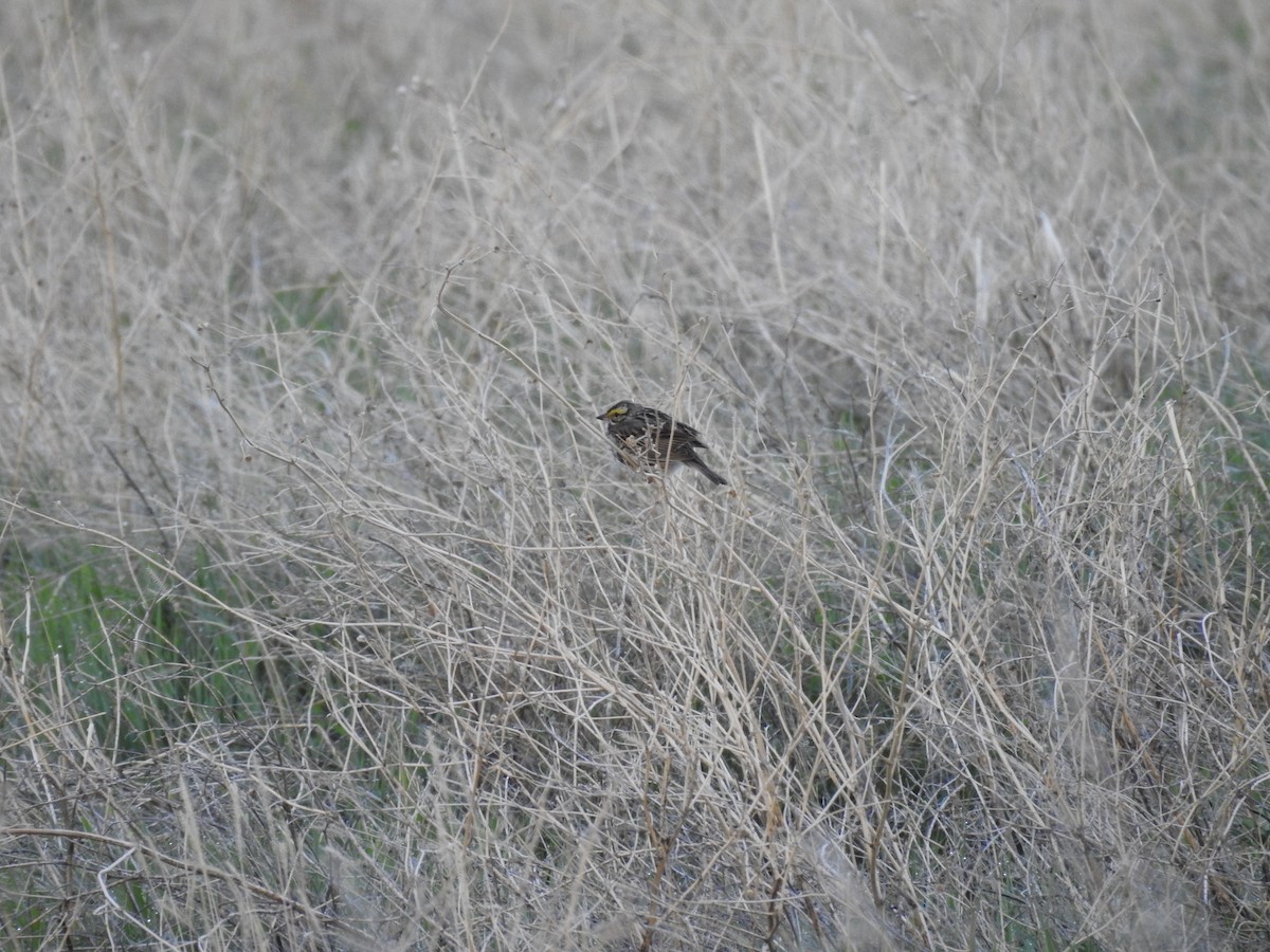 Savannah Sparrow - ML160743251