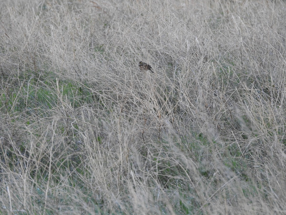 Savannah Sparrow - ML160743281