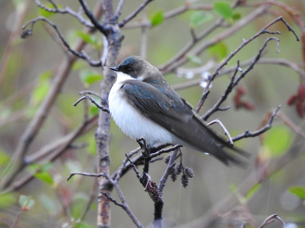 Tree Swallow - ML160743381