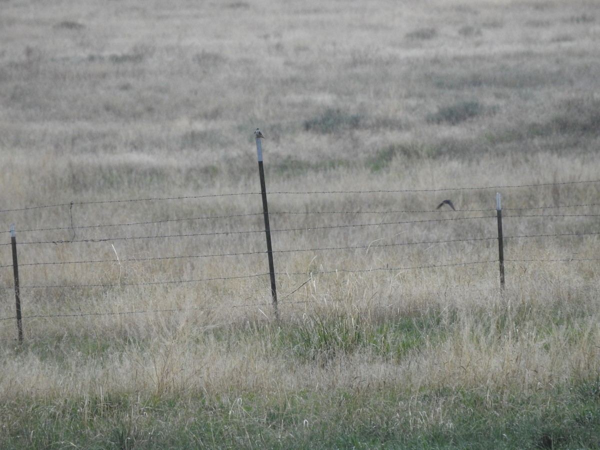 Golondrina Bicolor - ML160743391