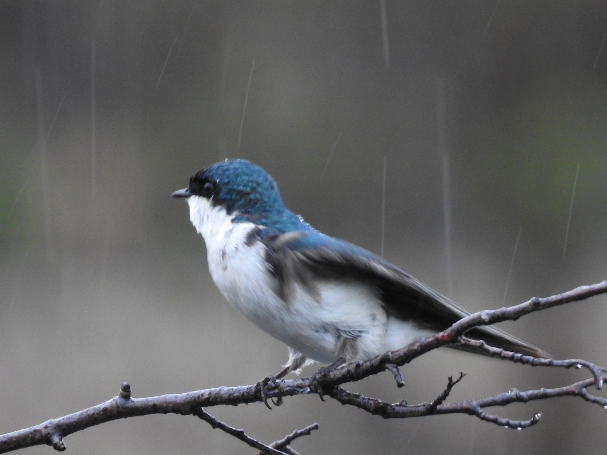 Golondrina Bicolor - ML160743401