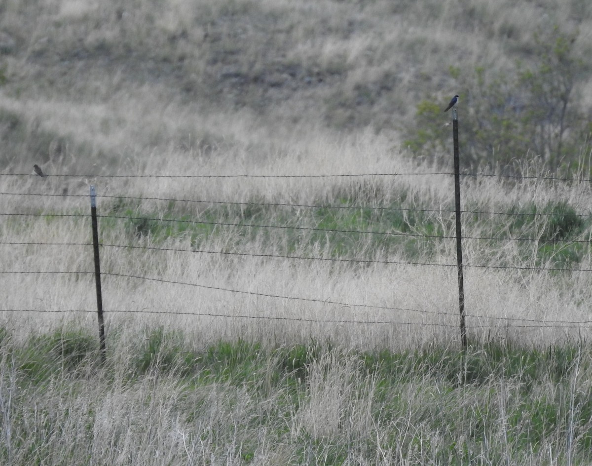 Tree Swallow - ML160743431