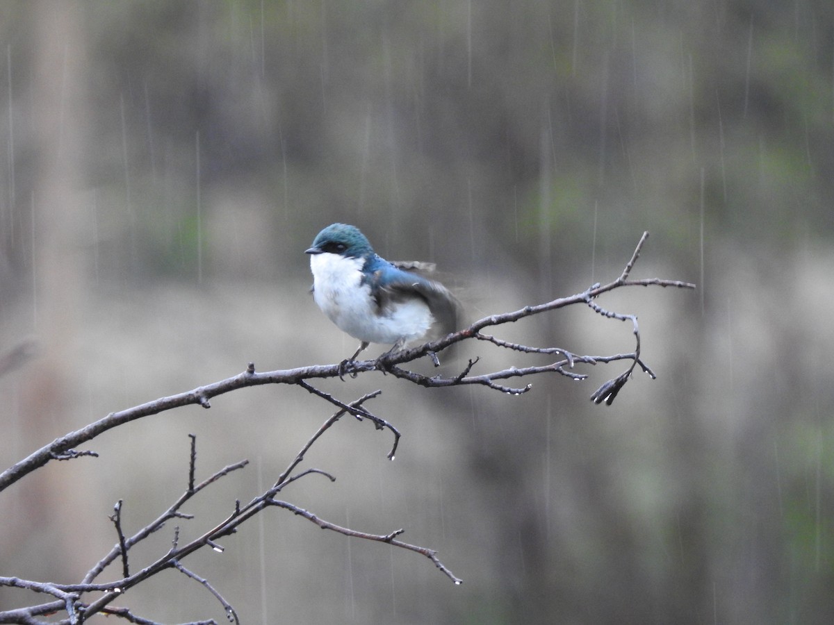 Golondrina Bicolor - ML160743451