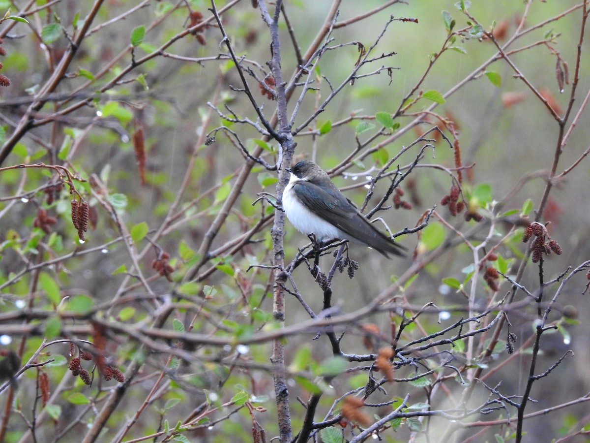 Tree Swallow - ML160743471