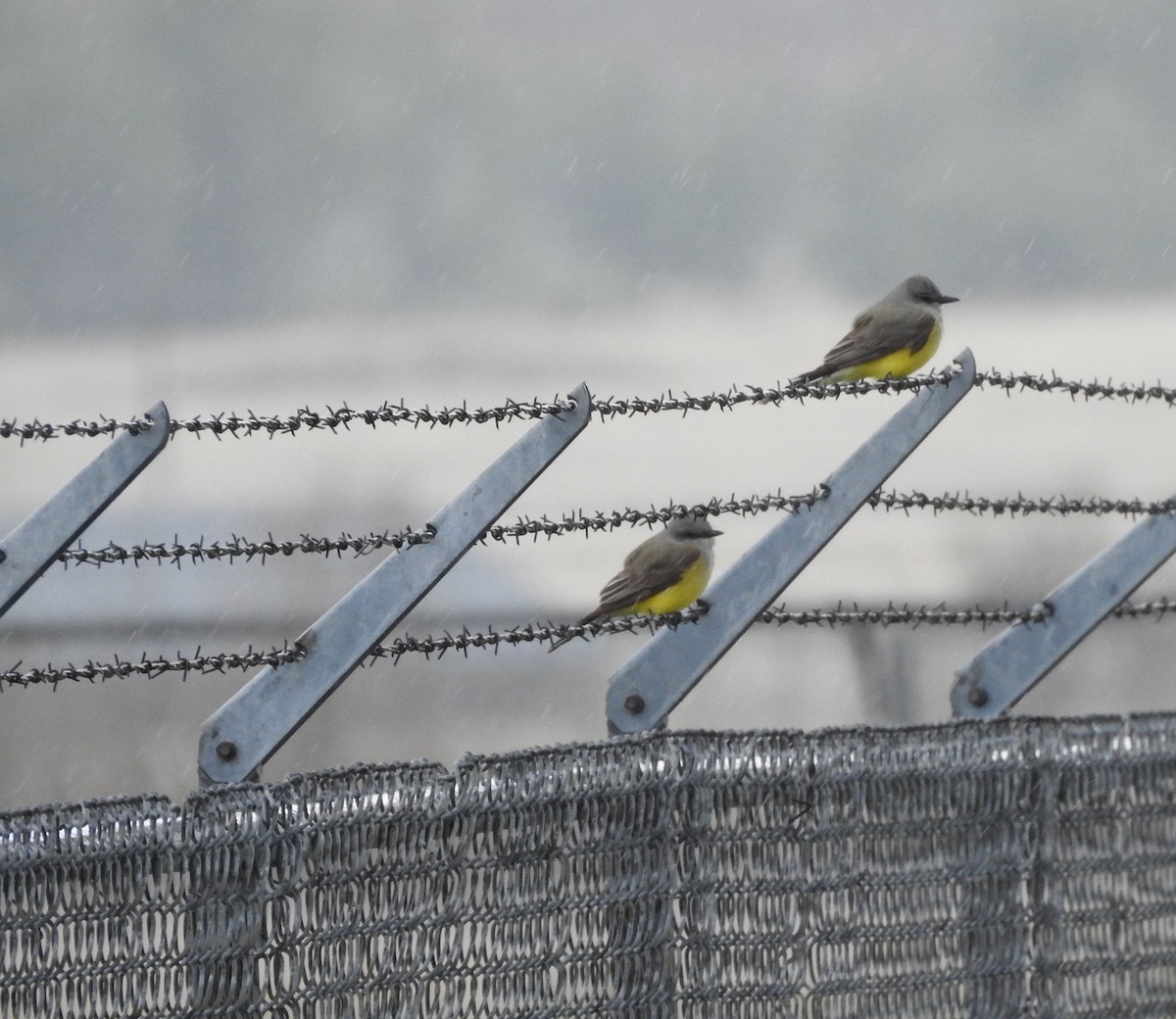 Western Kingbird - ML160743491