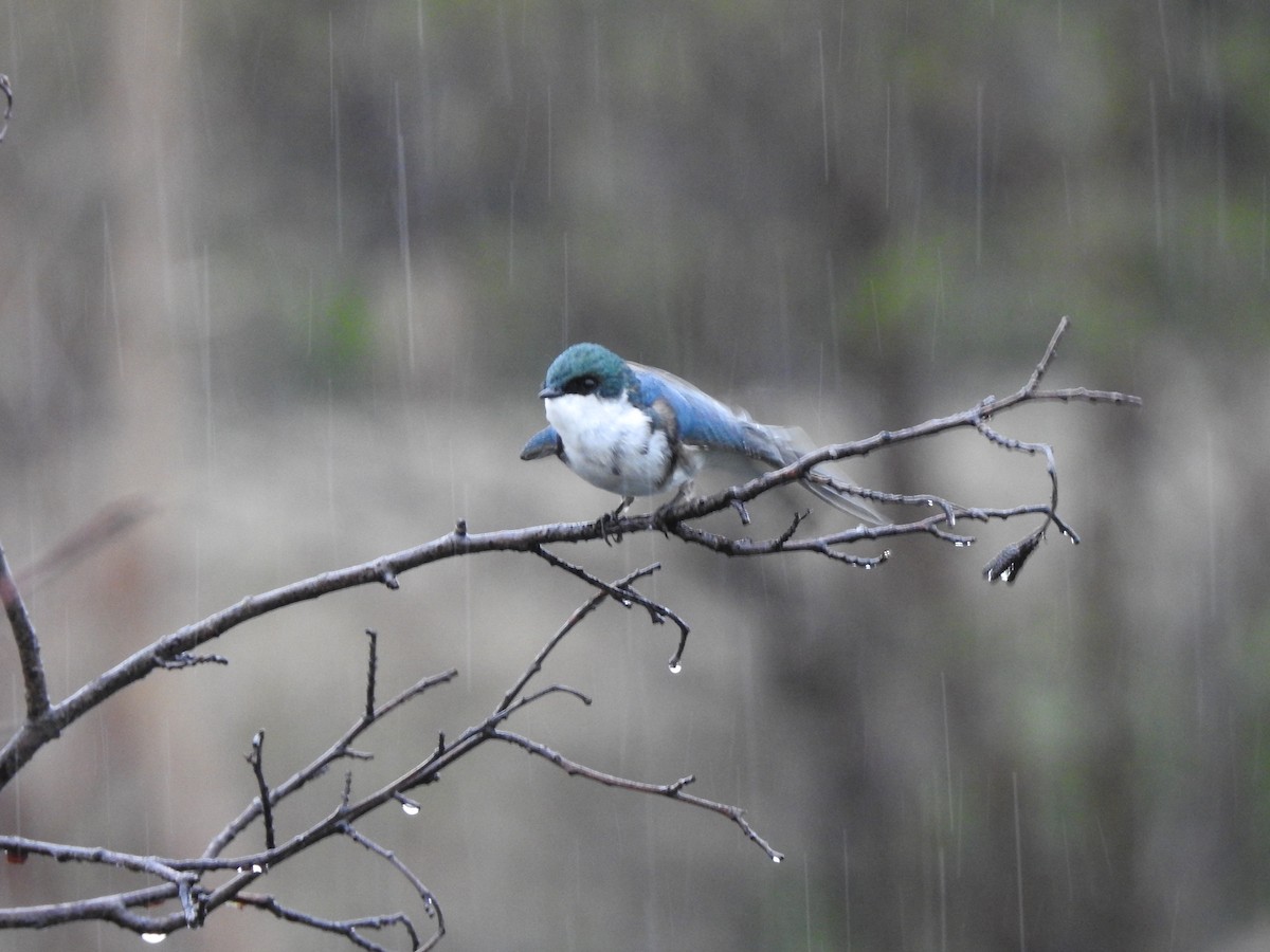 Tree Swallow - ML160743501