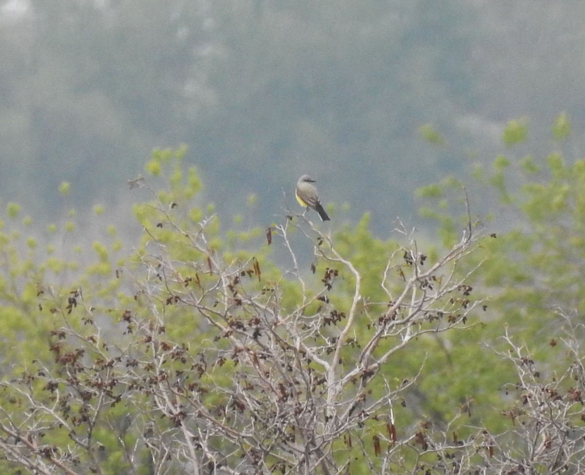 Western Kingbird - ML160743521