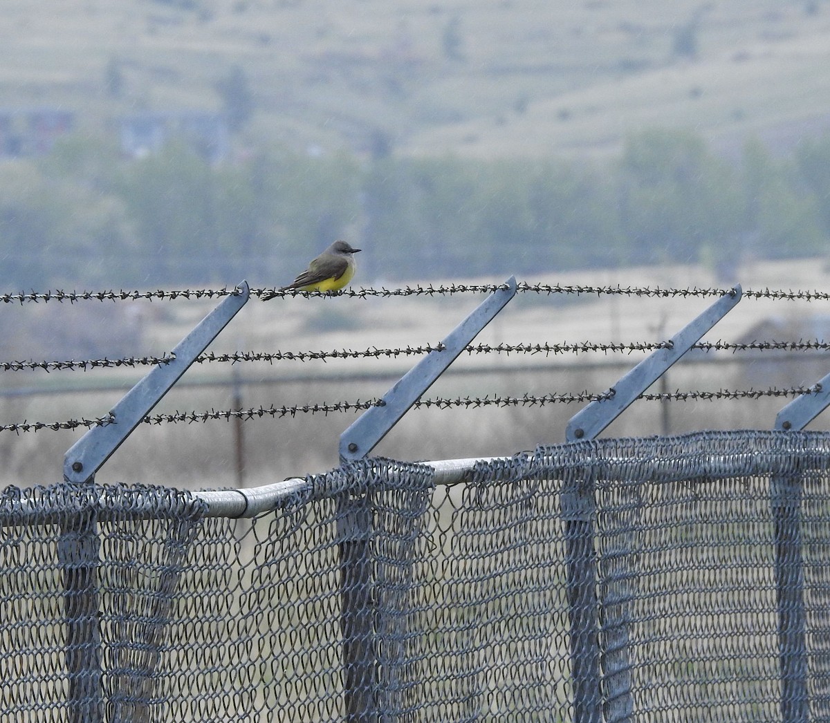 Western Kingbird - ML160743531