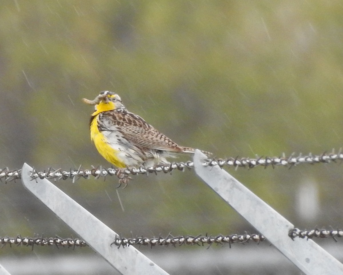 Western Meadowlark - ML160743551