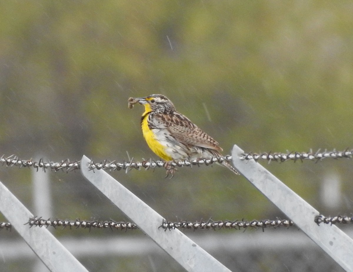 Western Meadowlark - ML160743561