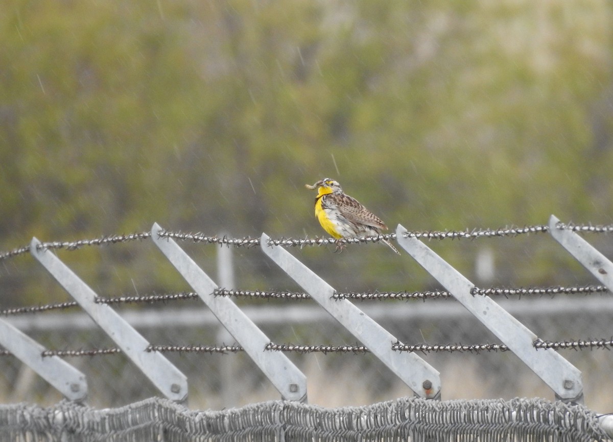 Western Meadowlark - ML160743581