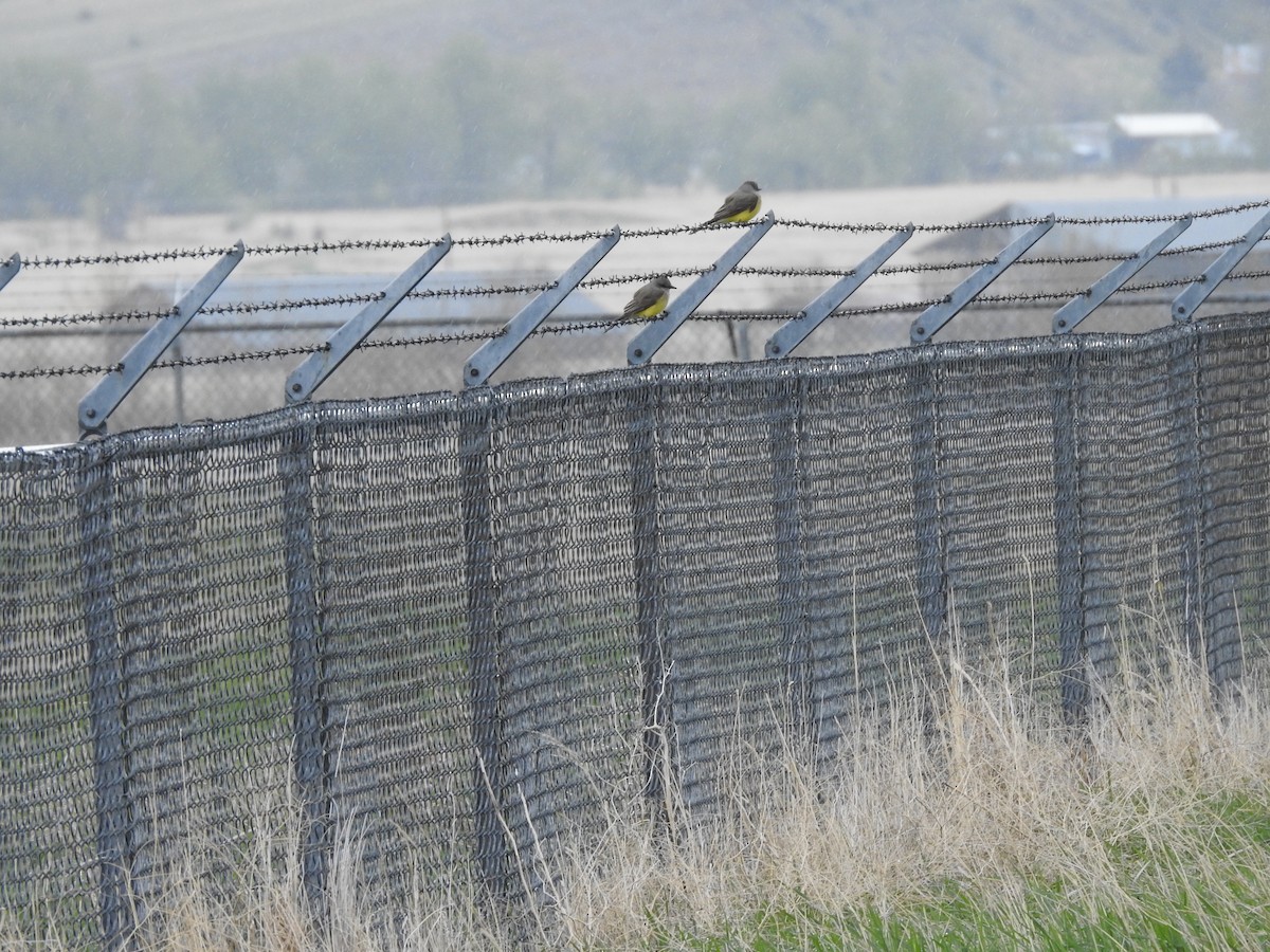 Western Kingbird - ML160743611