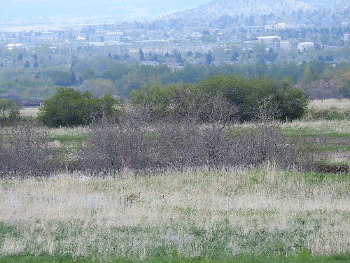 Western Kingbird - ML160743631