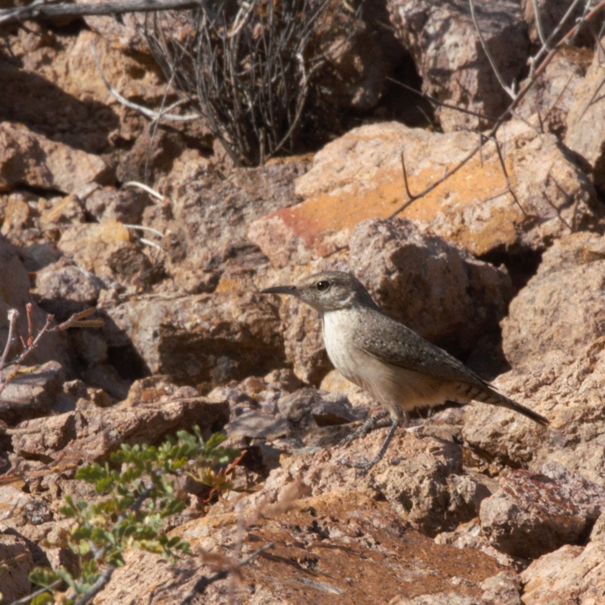 Rock Wren - ML160749071