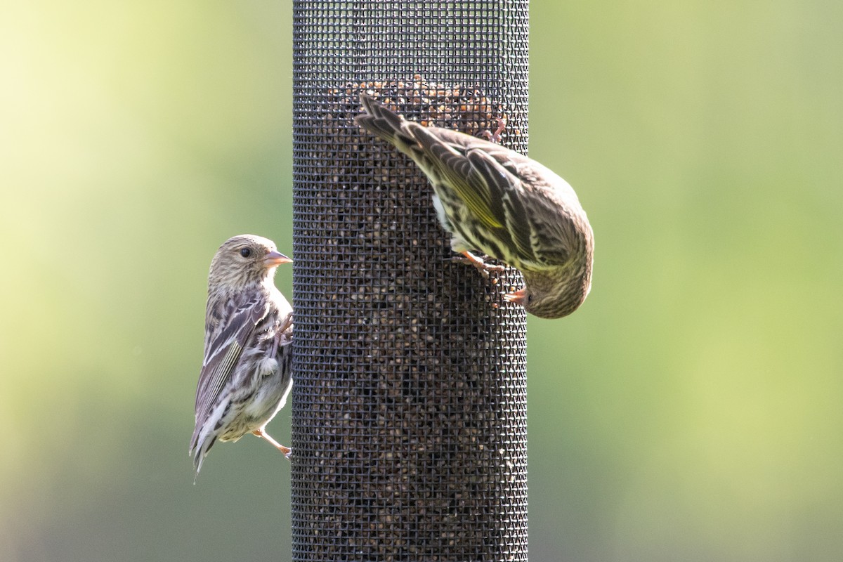 Pine Siskin - Tony Dvorak