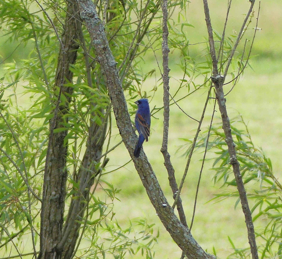 Guiraca bleu - ML160750561