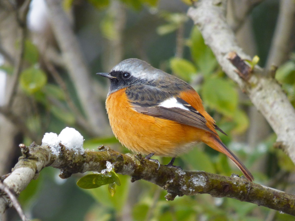 Daurian Redstart - ML160753281