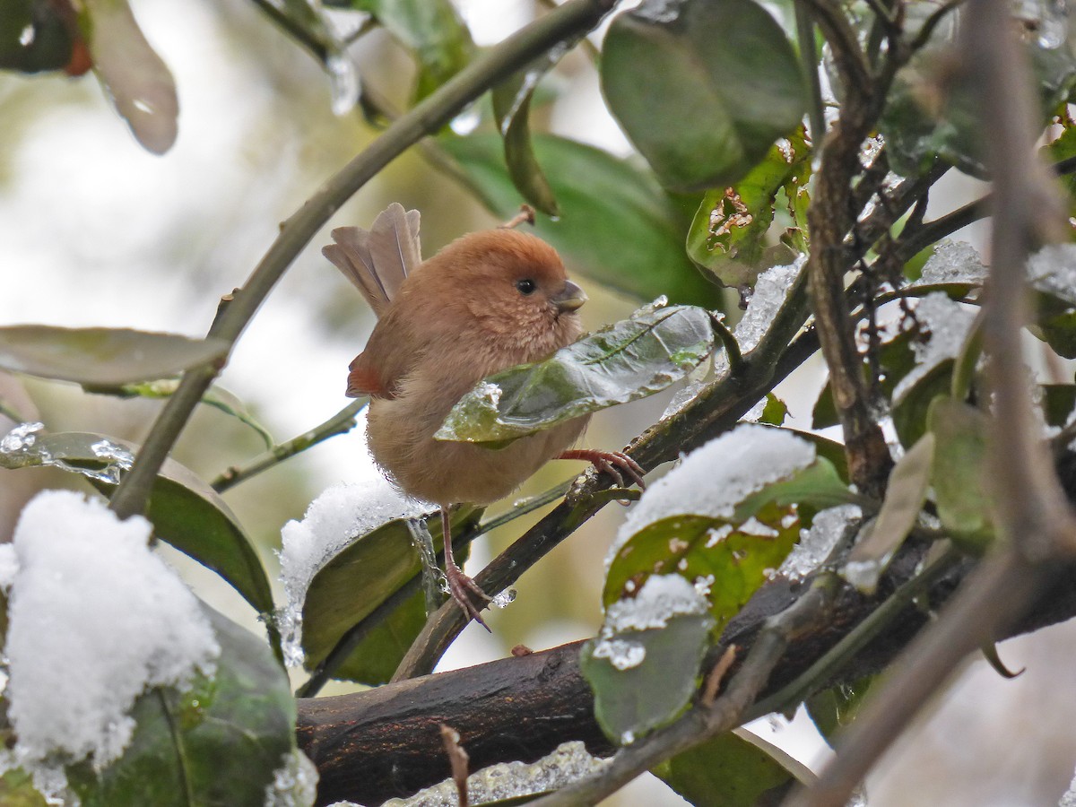 Vinous-throated Parrotbill - ML160753651