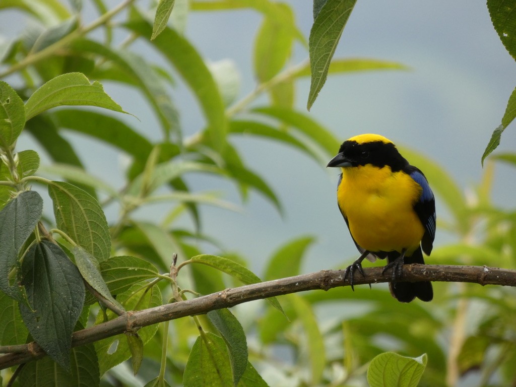 Blue-winged Mountain Tanager - Sahas Barve