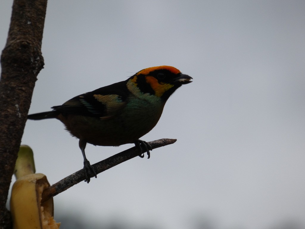 Flame-faced Tanager - Sahas Barve