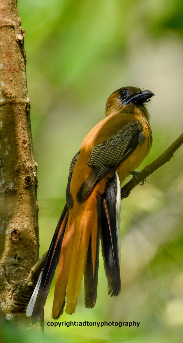 Malabar Trogon - ML160755481