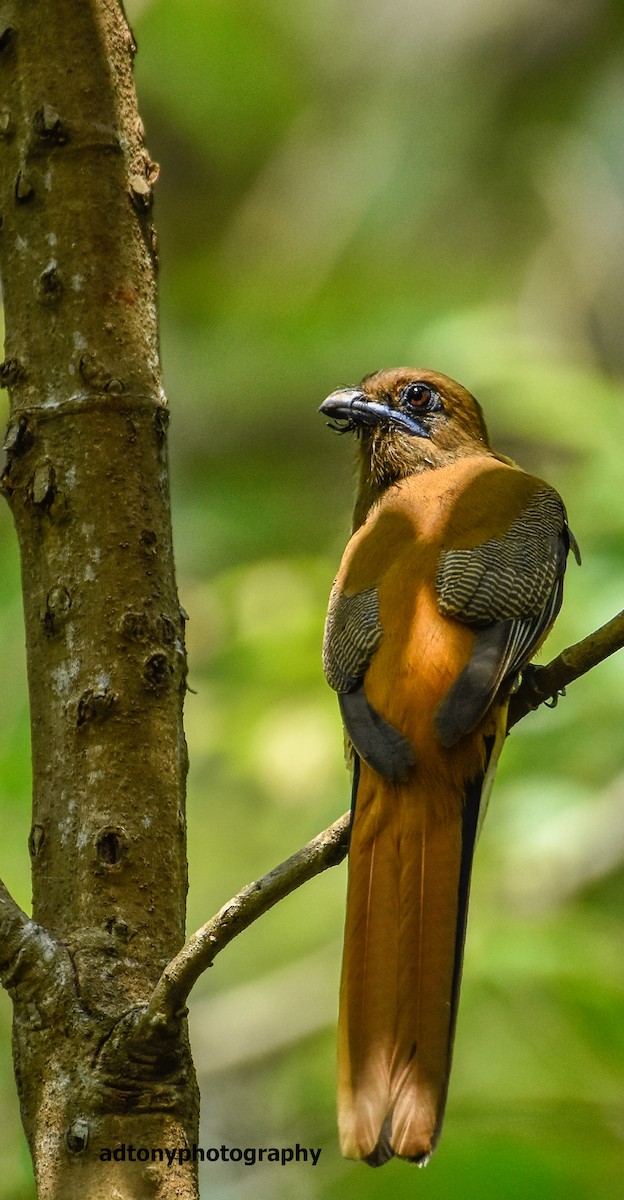 trogon indický - ML160755771