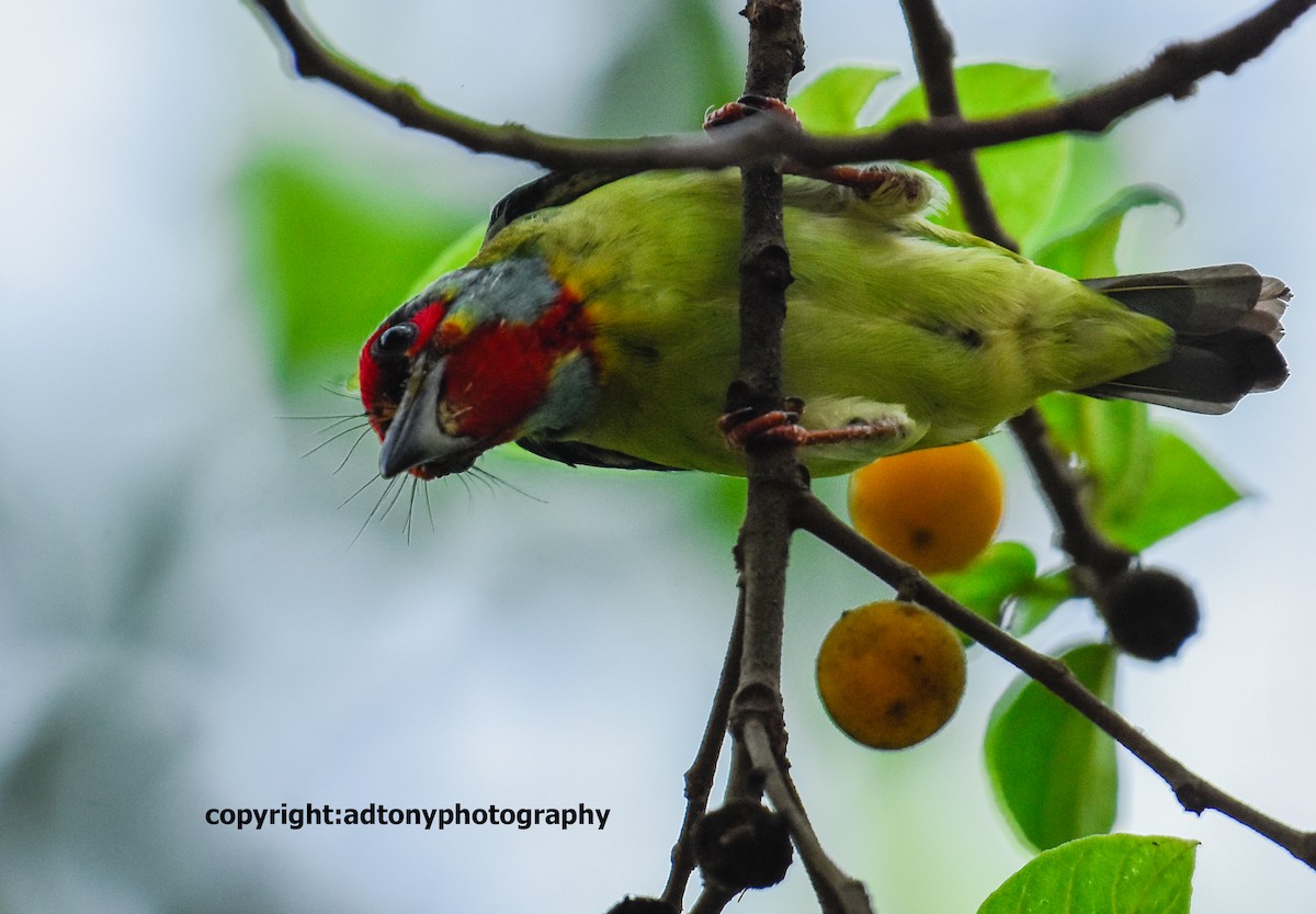 Malabar Barbet - ML160756081