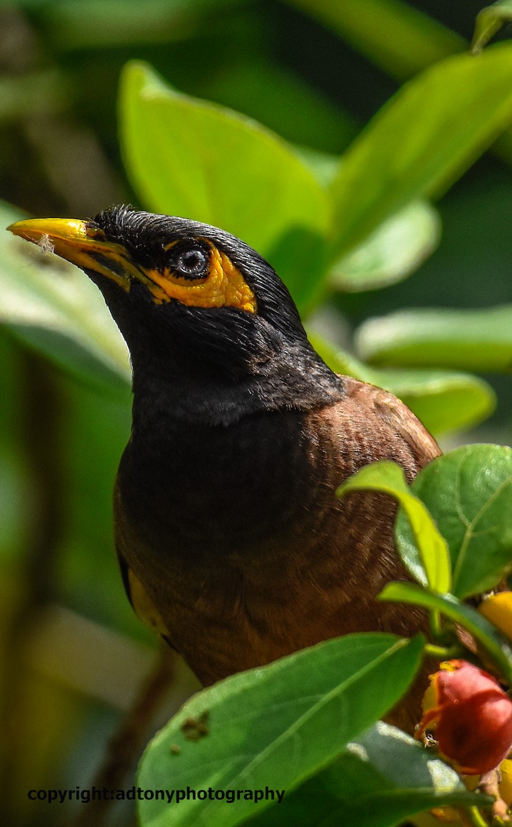 Common Myna - ML160757651