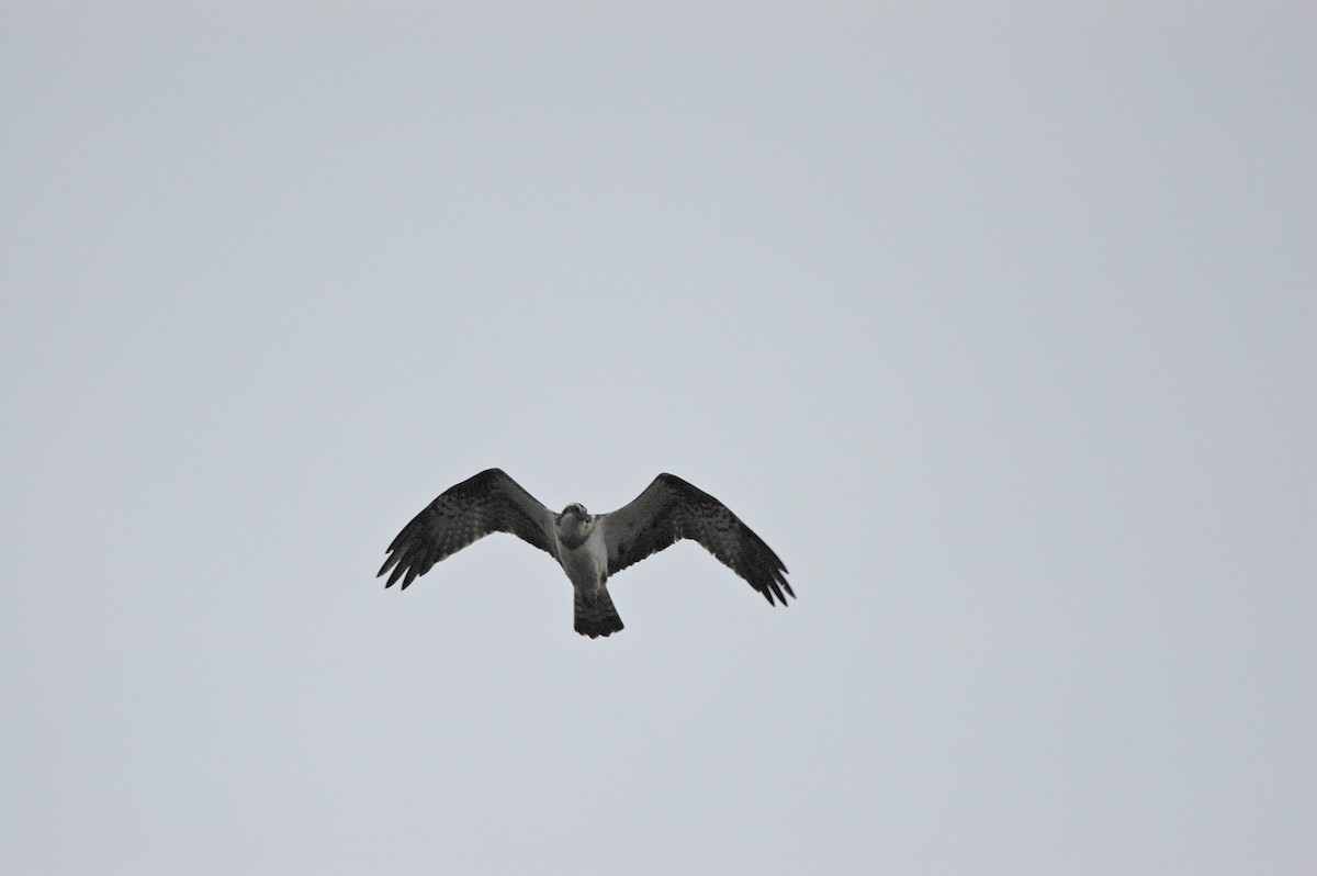 Osprey - Ray Scally