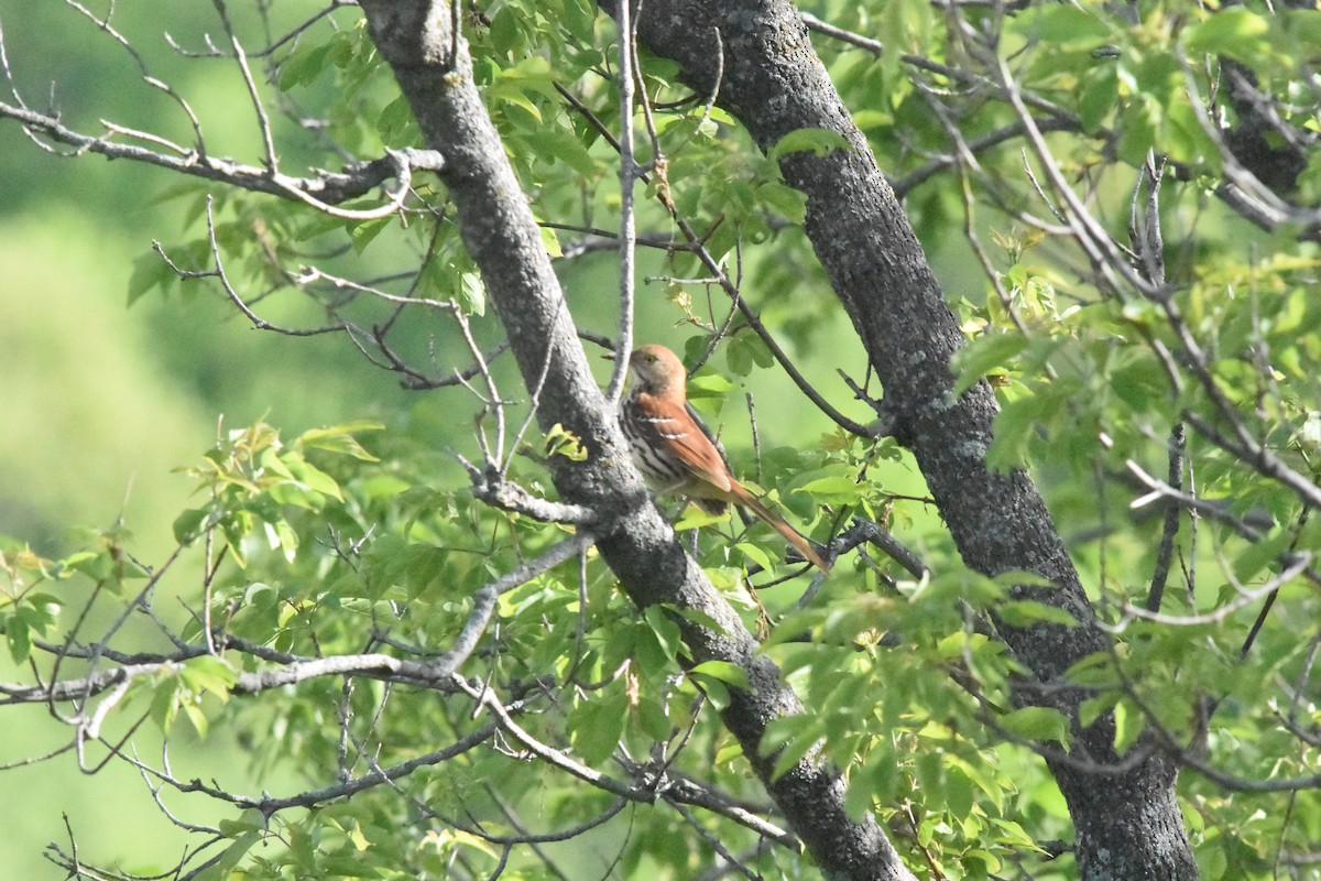 Brown Thrasher - Kyle Arvin