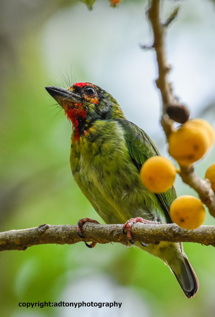 barbet malabarský - ML160760681