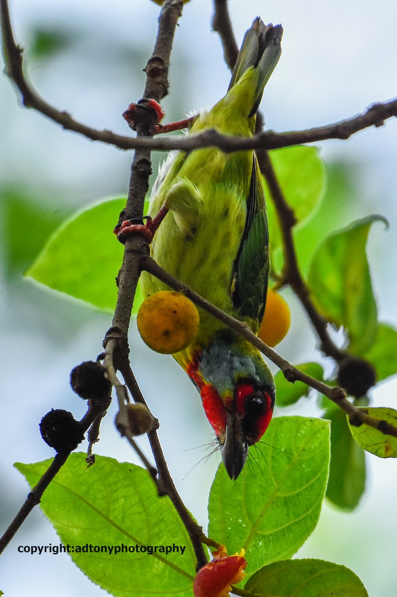 Malabar Barbet - ML160760701