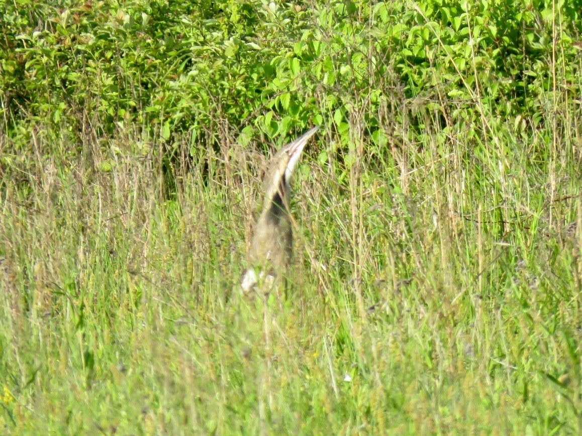 American Bittern - ML160763071