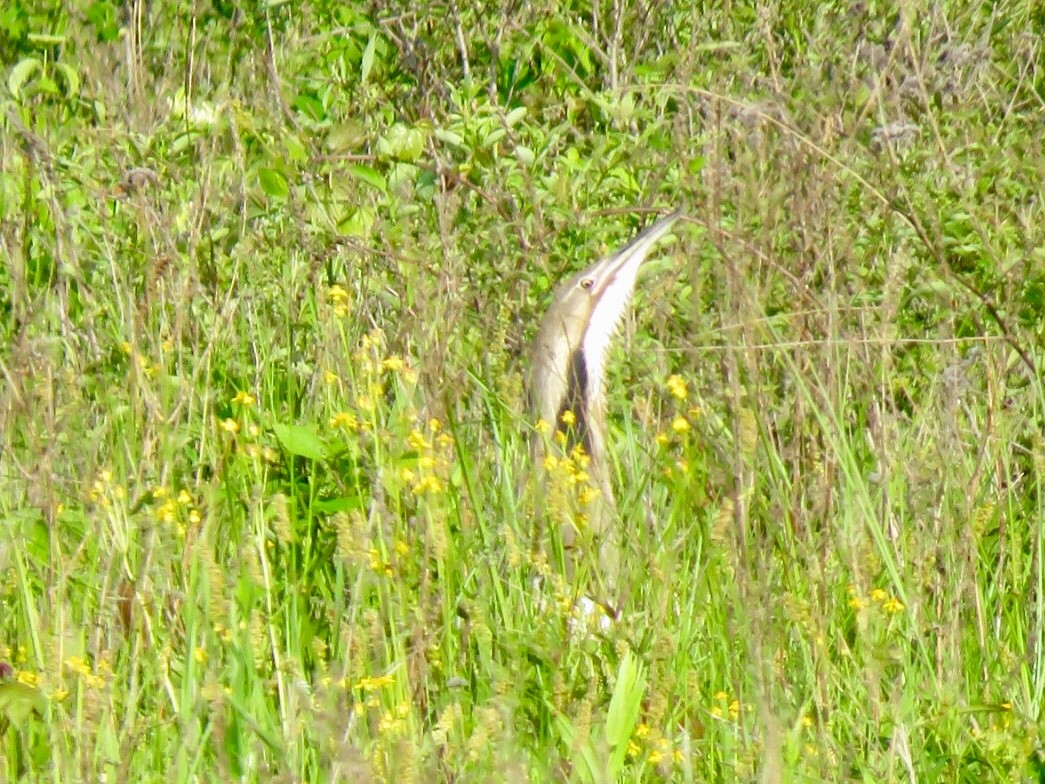 American Bittern - ML160763091