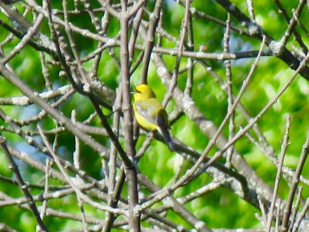 Blue-winged Warbler - ML160764811