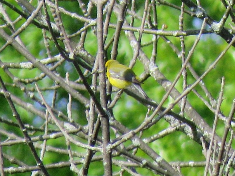 Blue-winged Warbler - Kathleen Ashman