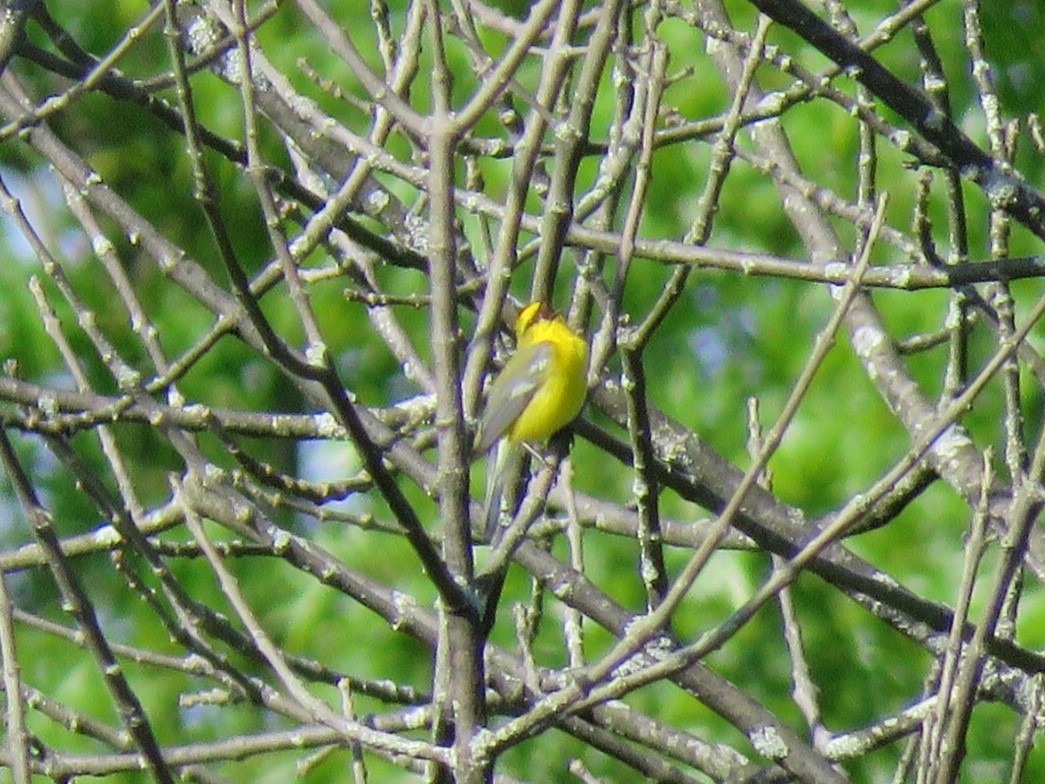 Blue-winged Warbler - Kathleen Ashman